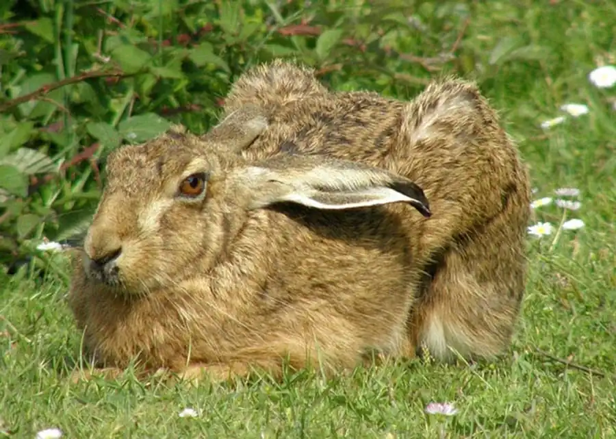 Районы расселения зайца-русака Районы расселения зайца-русака