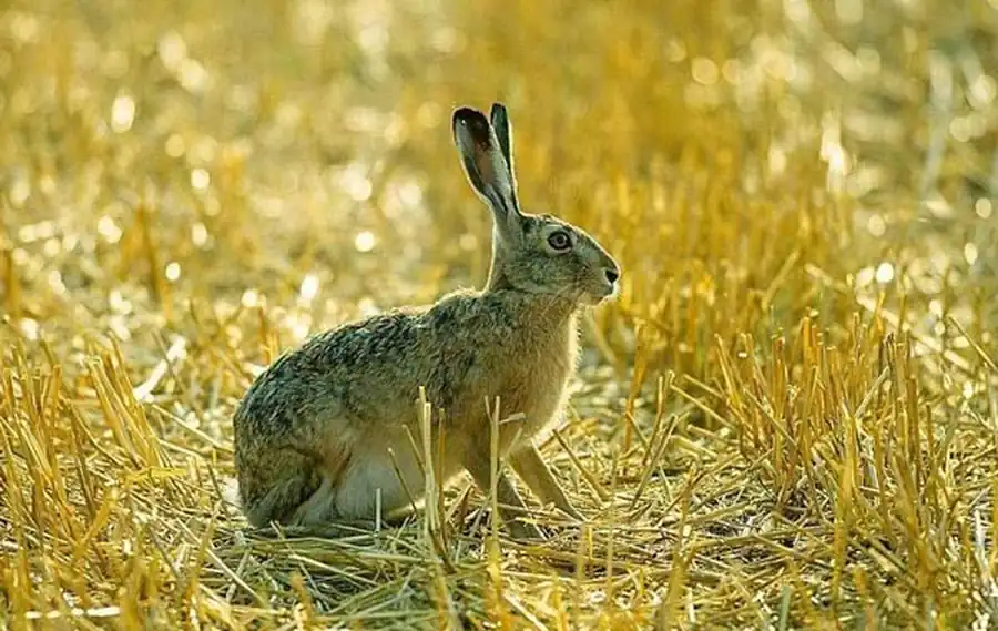 Современное распространение зайца-русака в Новосибирской области Современное распространение зайца-русака в Новосибирской области