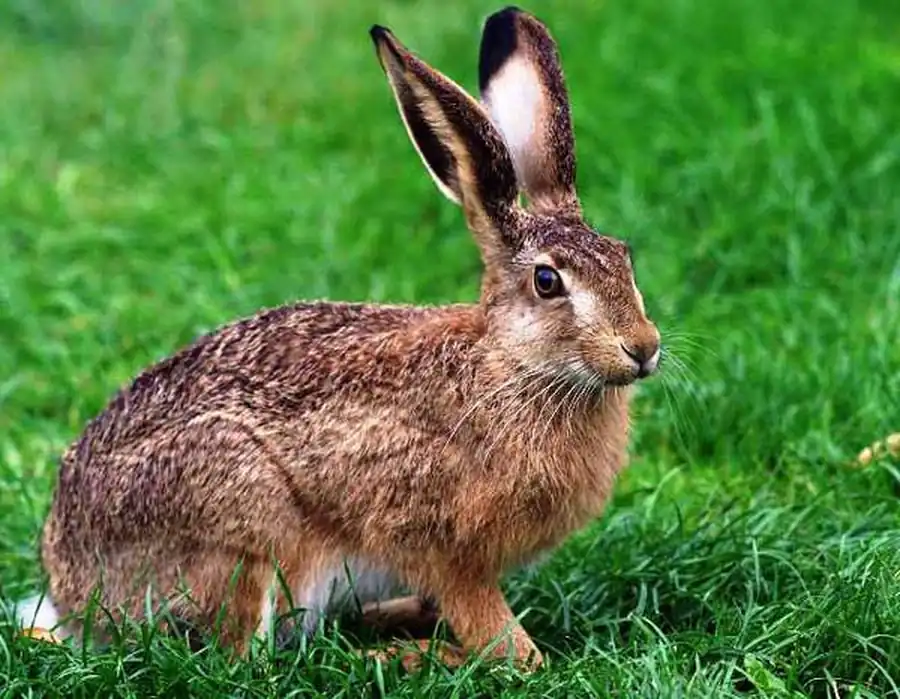 Литература по зайцу-русаку Литература по зайцу-русаку