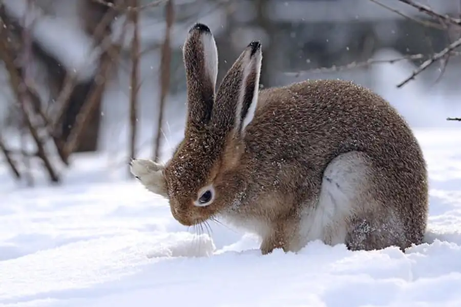 Литература по зайцу-русаку. Часть 2 Литература по зайцу-русаку. Часть 2