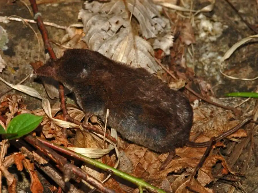 Комплексы насекомоядных млекопитающих в ландшафтах Новосибирской области Комплексы насекомоядных млекопитающих в ландшафтах Новосибирской области