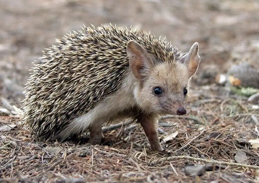Распространение видов насекомоядных в Новосибирской области Распространение видов насекомоядных в Новосибирской области
