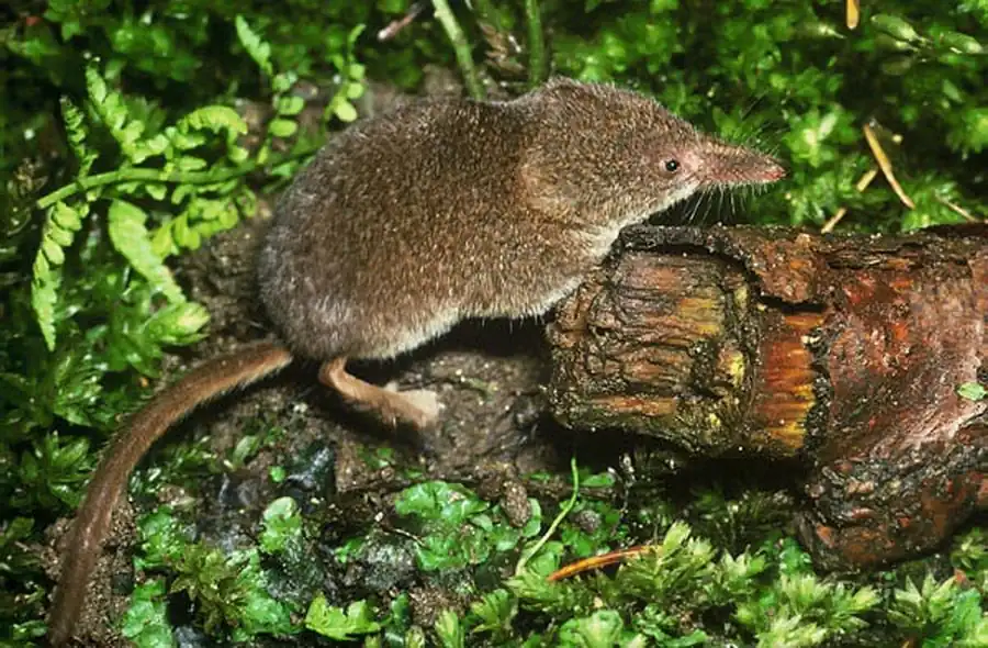 Распространение насекомоядных млекопитающих