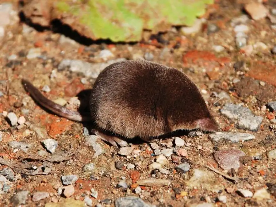 Бурозубки Новосибирской области Бурозубки Новосибирской области