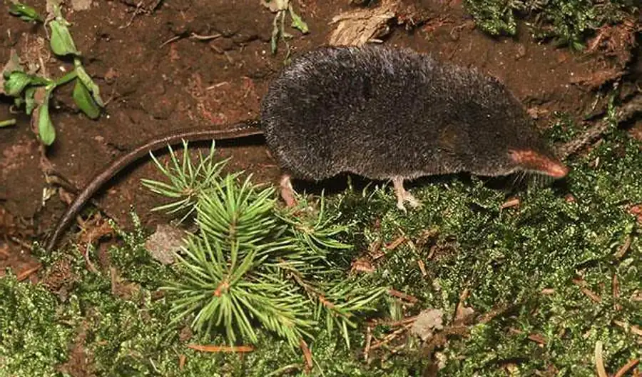 Виды бурозубок Новосибирской области Виды бурозубок Новосибирской области