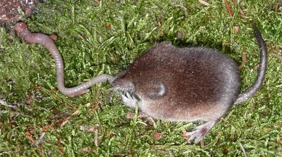 Распространение бурозубок в Новосибирской области Распространение бурозубок в Новосибирской области