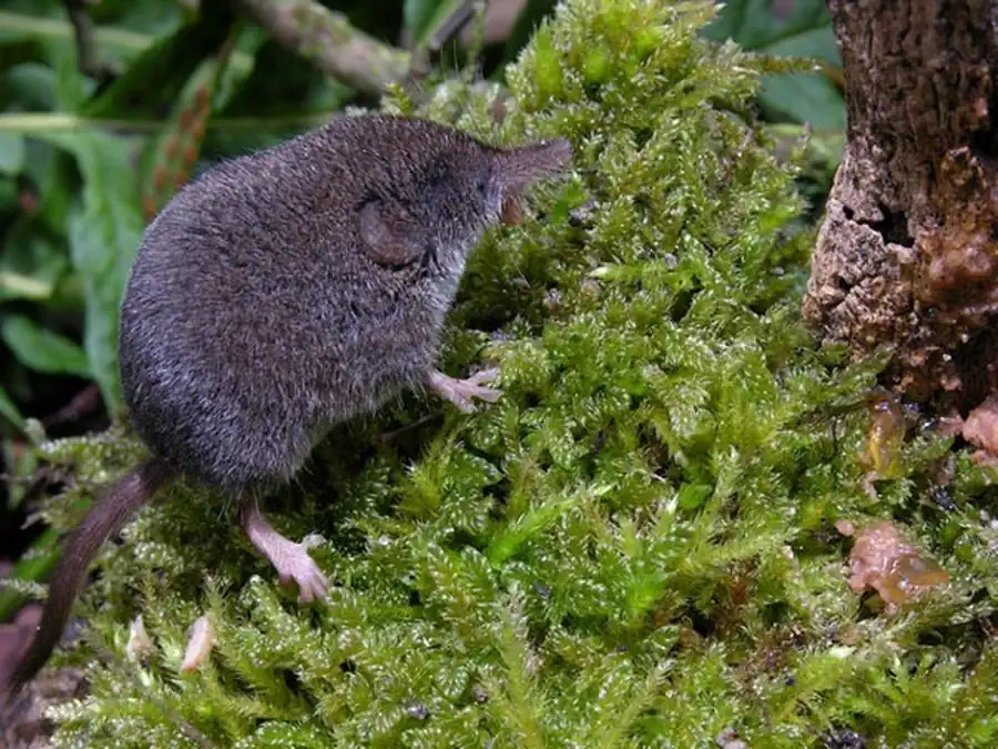Ландшафтные группировки насекомоядных Ландшафтные группировки насекомоядных