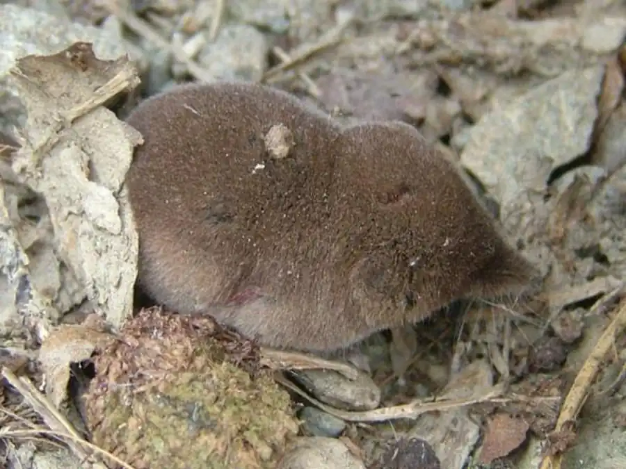 Фауна насекомоядных Новосибирской области Фауна насекомоядных Новосибирской области