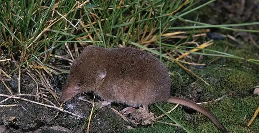 Южнотаежный комплекс обитания насекомоядных Южнотаежный комплекс обитания насекомоядных