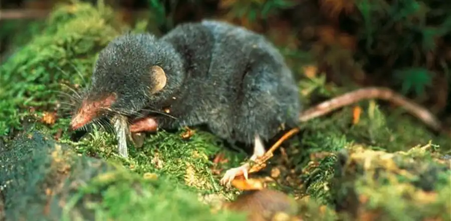 Cпорадичность в распределении бурозубок по территории Cпорадичность в распределении бурозубок по территории