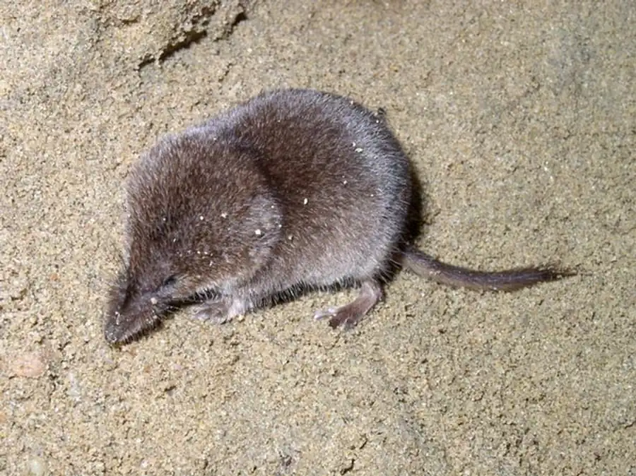 Видовой состав насекомоядных млекопитающих Новосибирской области Видовой состав насекомоядных млекопитающих Новосибирской области