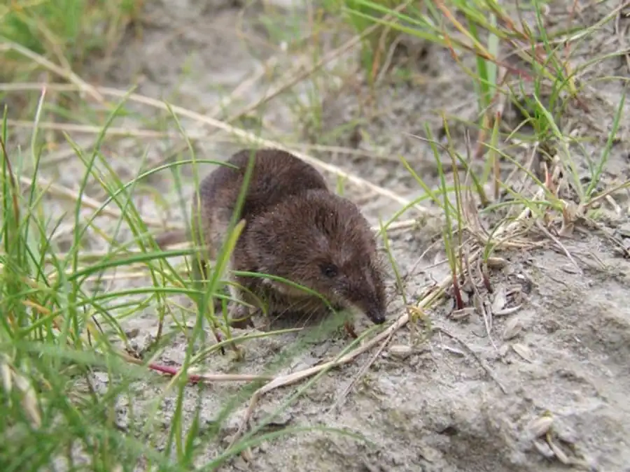 Литература по насекомодным Новосибирской области Литература по насекомодным Новосибирской области