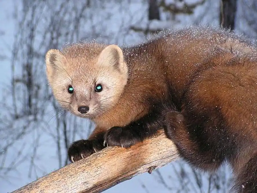 Хищники из семейства куньих, их распространение и численность Хищники из семейства куньих, их распространение и численность