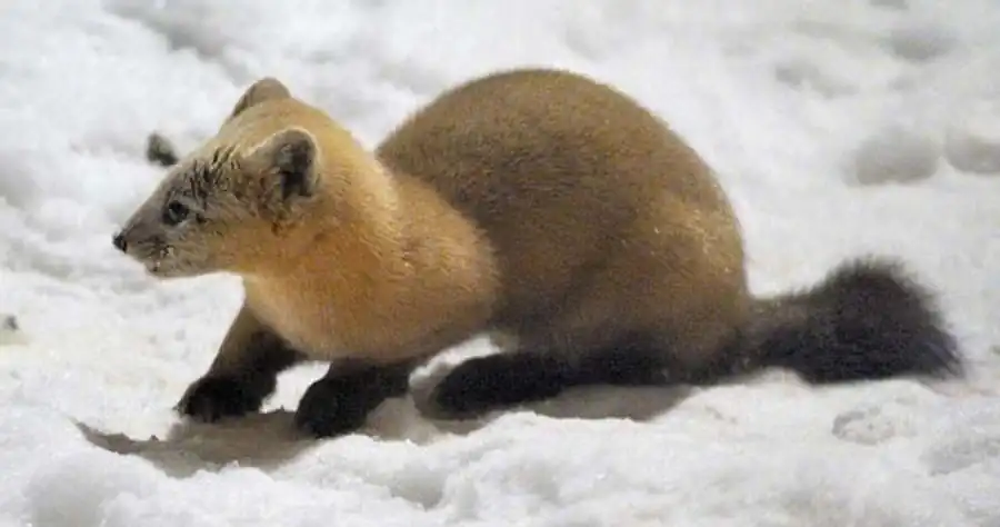Акклиматизация соболя в восточной части Новосибирской области Акклиматизация соболя в восточной части Новосибирской области