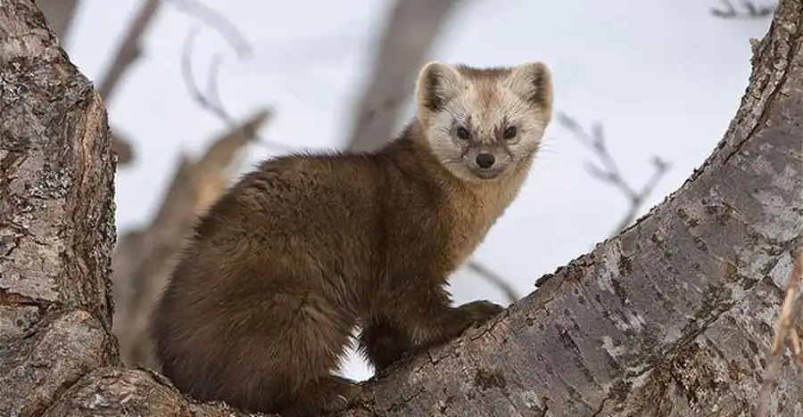 Заселение соболем небольших лесных массивов Заселение соболем небольших лесных массивов