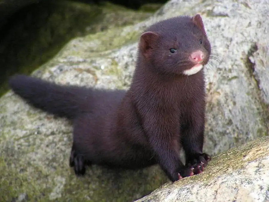 Акклиматизация американской норки в Новосибирской области Акклиматизация американской норки в Новосибирской области