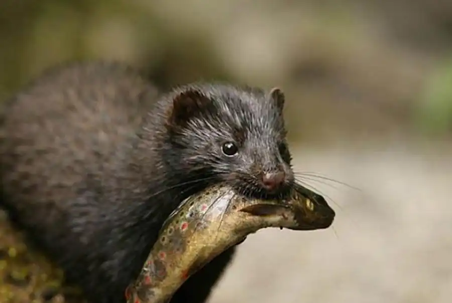 Местообитания норок в Новосибирской области Местообитания норок в Новосибирской области