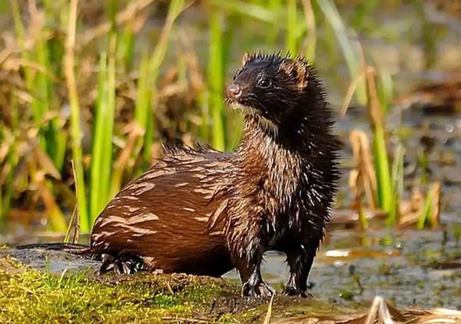 Расселение американской норки в Новосибирской области Расселение американской норки в Новосибирской области