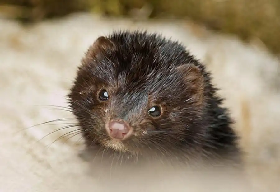 Численность норки в Новосибирской области Численность норки в Новосибирской области