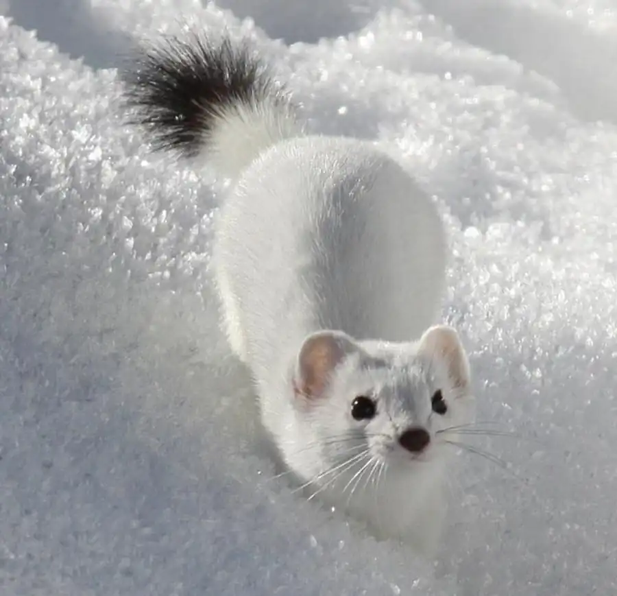 Размещение и численность горностая в Новосибирской области Размещение и численность горностая в Новосибирской области