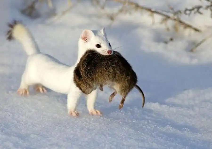 Плотность популяции горностая в Новосибирской области Плотность популяции горностая в Новосибирской области