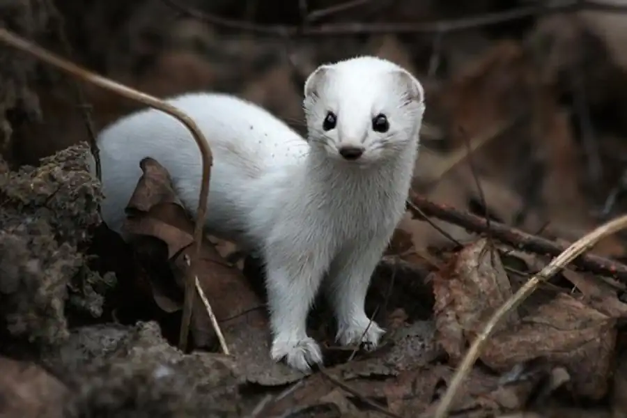 Распространение ласки в Новосибирской области Распространение ласки в Новосибирской области