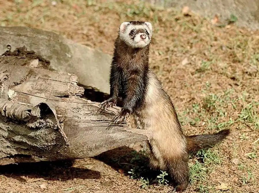 Распространение светлого хорька в Новосибирской области Распространение светлого хорька в Новосибирской области