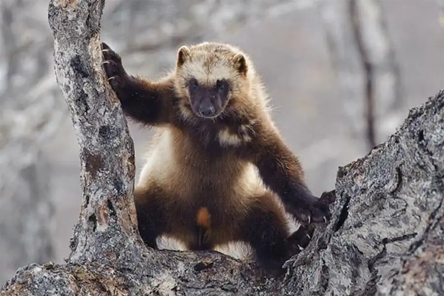 Распространение росомахи в Новосибирской области Распространение росомахи в Новосибирской области