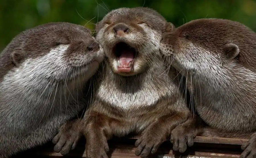 Распространение выдры в Новосибирской области Распространение выдры в Новосибирской области