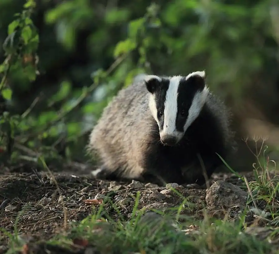 Распространение барсука в Новосибирской области Распространение барсука в Новосибирской области