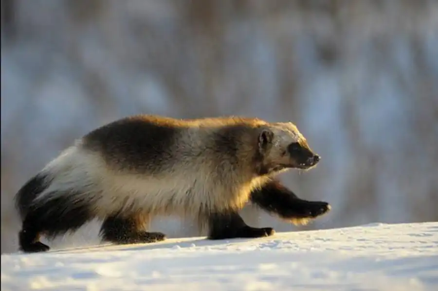 Распределение куньих на территории Новосибирской области Распределение куньих на территории Новосибирской области