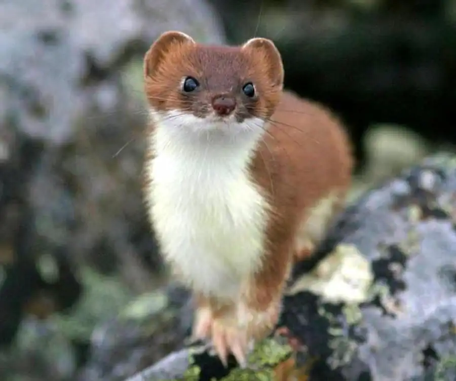 Литература по куньим Новосибирской области Литература по куньим Новосибирской области