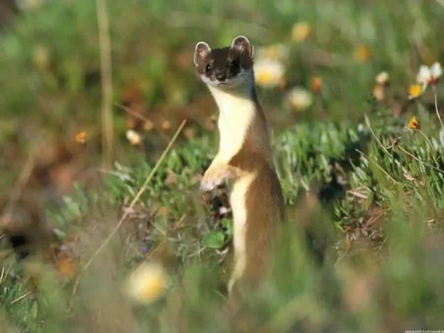 Литература по куньим Новосибирской области. Часть 2 Литература по куньим Новосибирской области. Часть 2