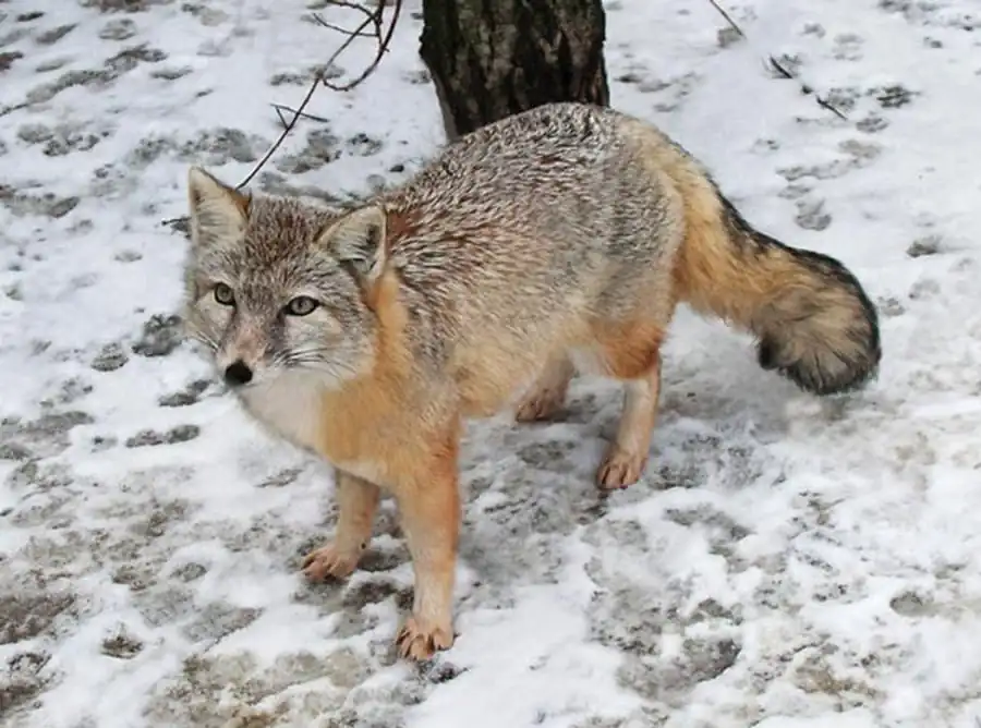 Лисица и корсак, их распространение и численность