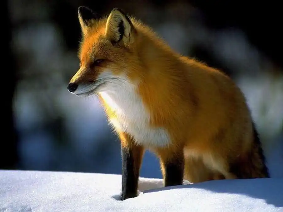 Изменение численности лисицы в Новосибирской области Изменение численности лисицы в Новосибирской области