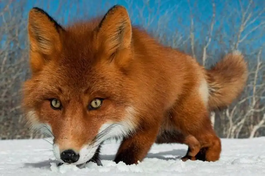 Колебания численности лисиц в Новосибирской области Колебания численности лисиц в Новосибирской области