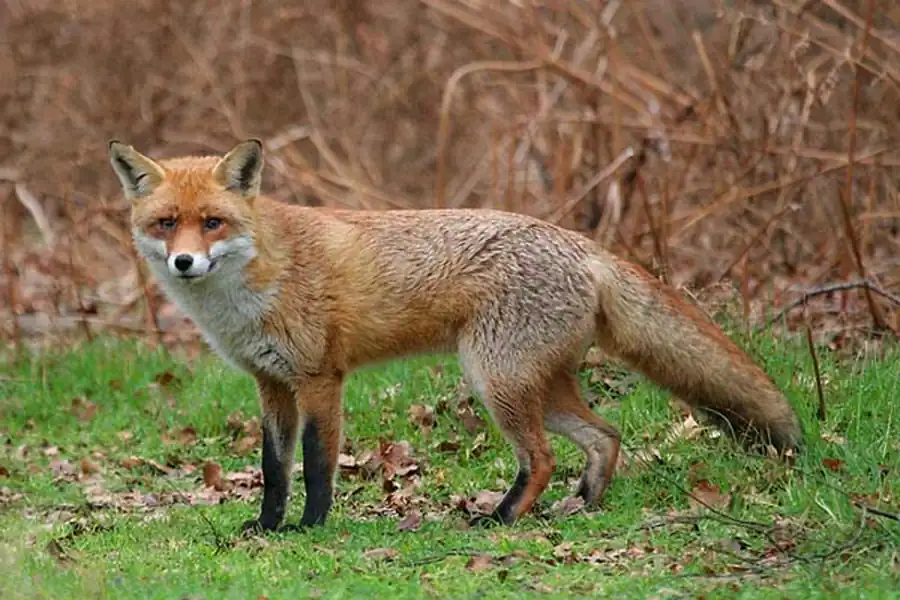 Распространение заболеваний лисиц в Новосибирской области Распространение заболеваний лисиц в Новосибирской области