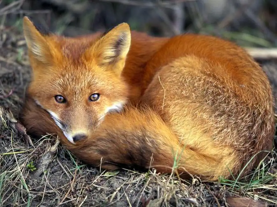 Инфекционные заболевания лисиц в Новосибирской области Инфекционные заболевания лисиц в Новосибирской области