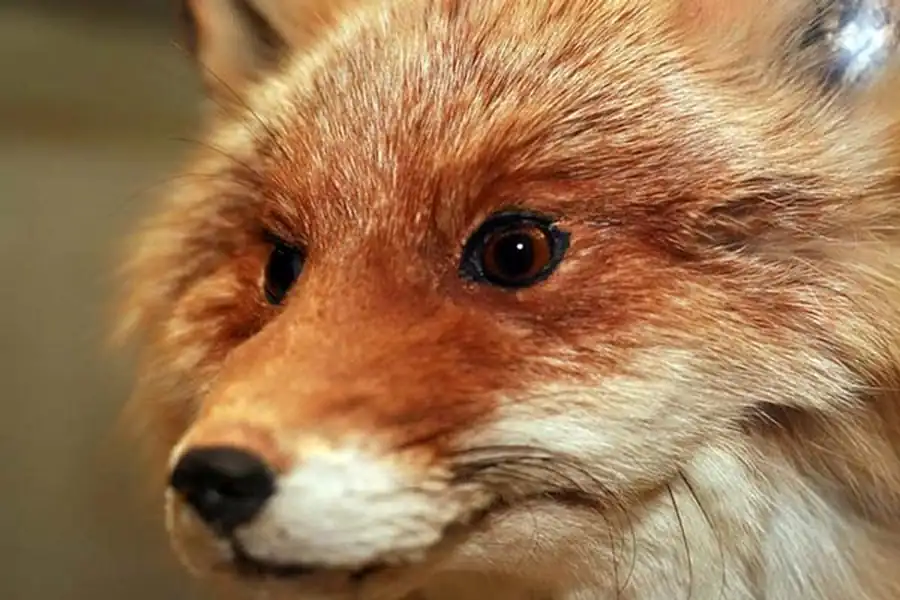 Питание лисиц, оценка ее вредной деятельности Питание лисиц, оценка ее вредной деятельности