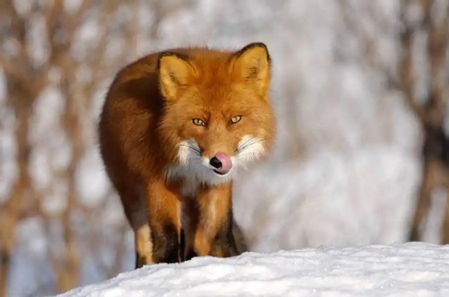 Данные о питании лисиц в местах обитания ондатры Данные о питании лисиц в местах обитания ондатры