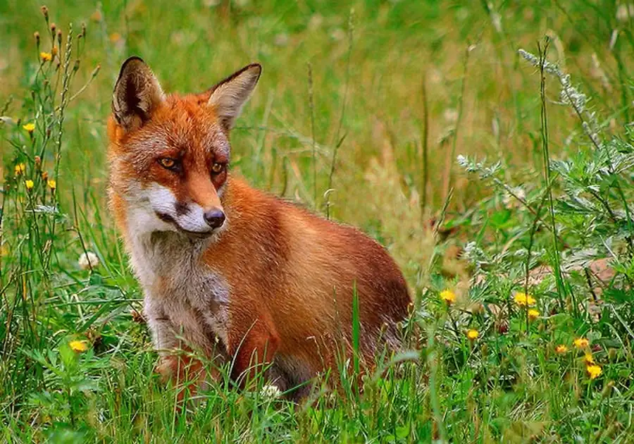 Распространение степной и лесной форм лисиц