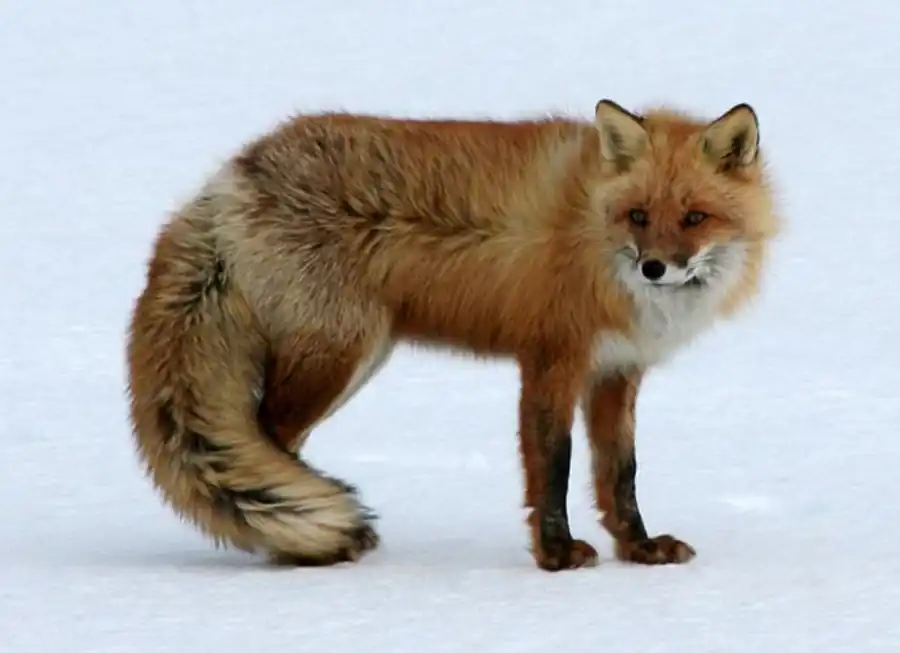 Районирование Новосибирской области по лисице Районирование Новосибирской области по лисице