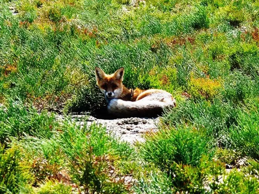 Миграции лисиц носят локальный характер Миграции лисиц носят локальный характер