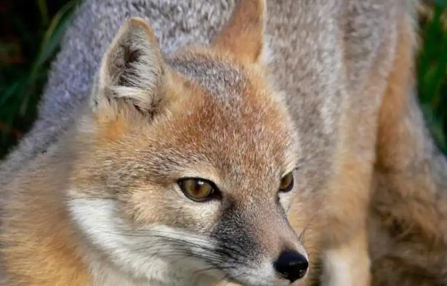 Корсак на территории Новосибирской области Корсак на территории Новосибирской области