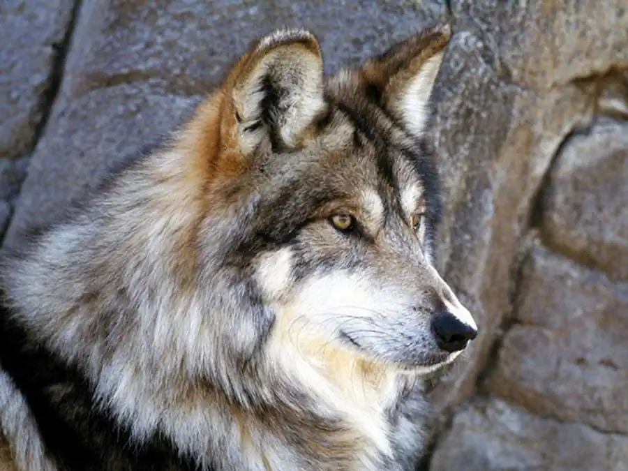 Распространение и численность волка Распространение и численность волка