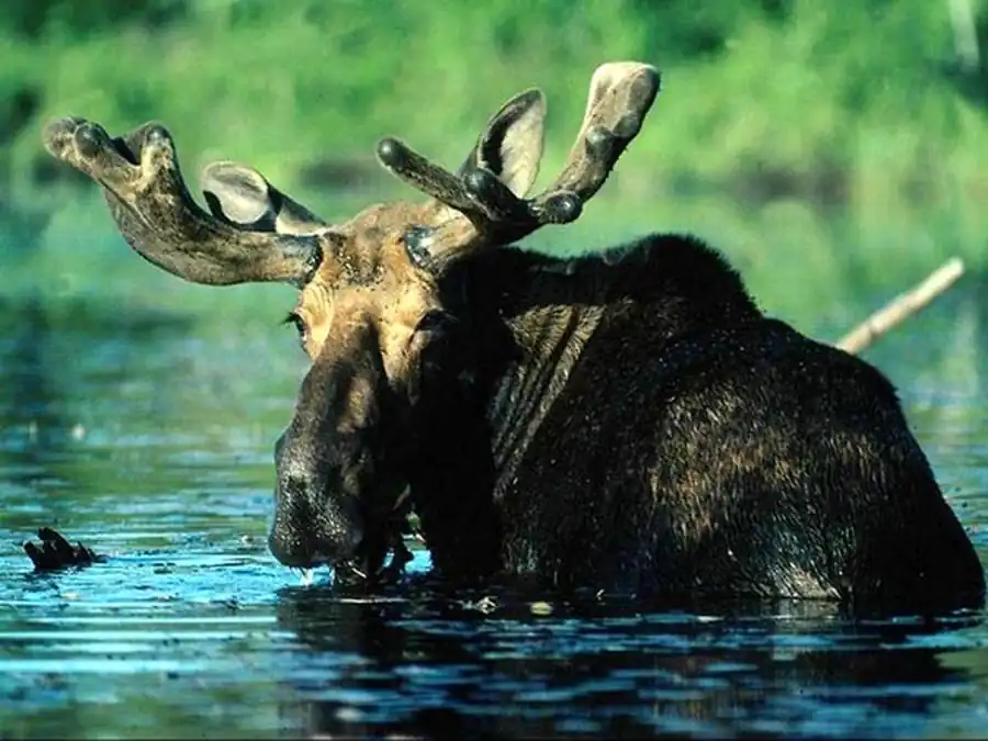 Распределение экологических популяций лося Распределение экологических популяций лося