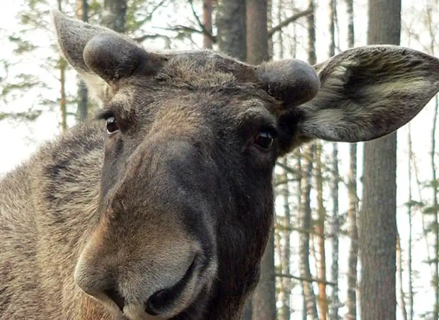 Популяция лося в Новосибирской области Популяция лося в Новосибирской области