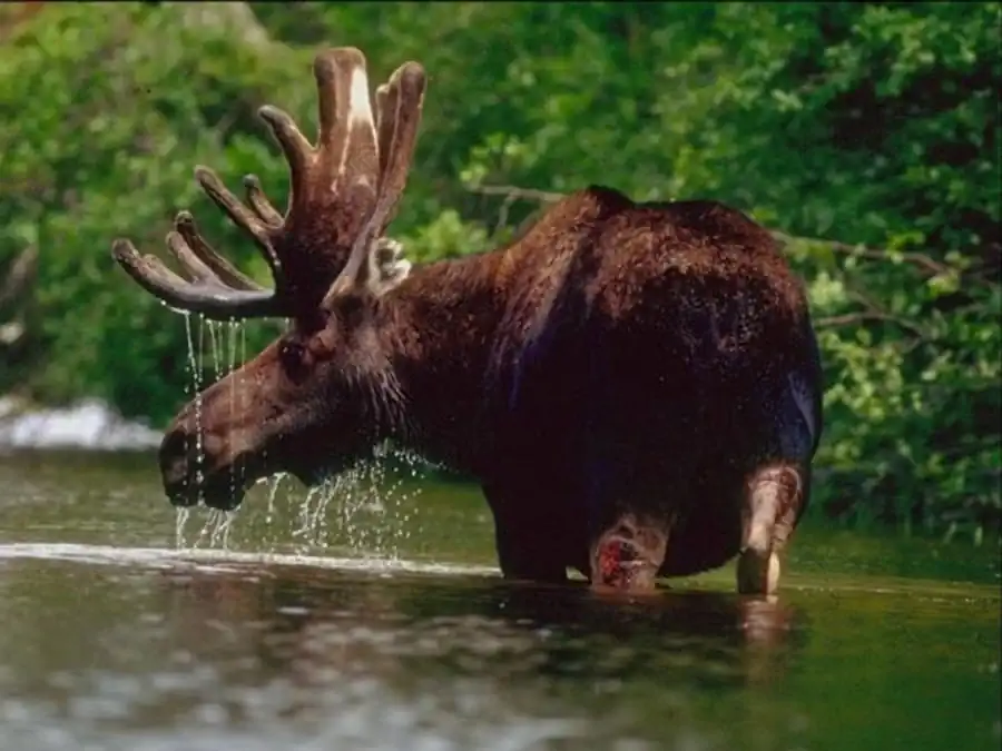 Численность лося в Новосибирской области Численность лося в Новосибирской области