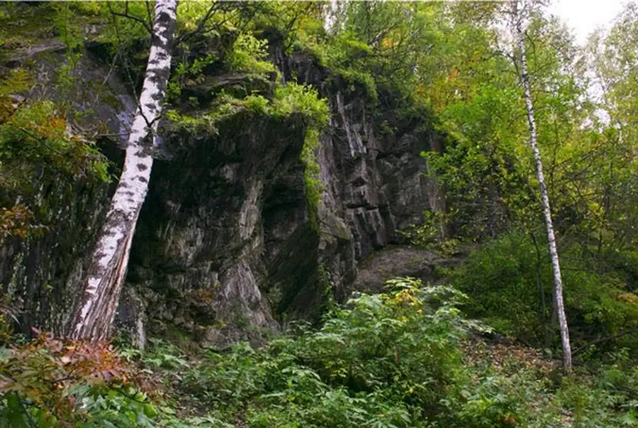 Эпидемически опасные виды грызунов Эпидемически опасные виды грызунов