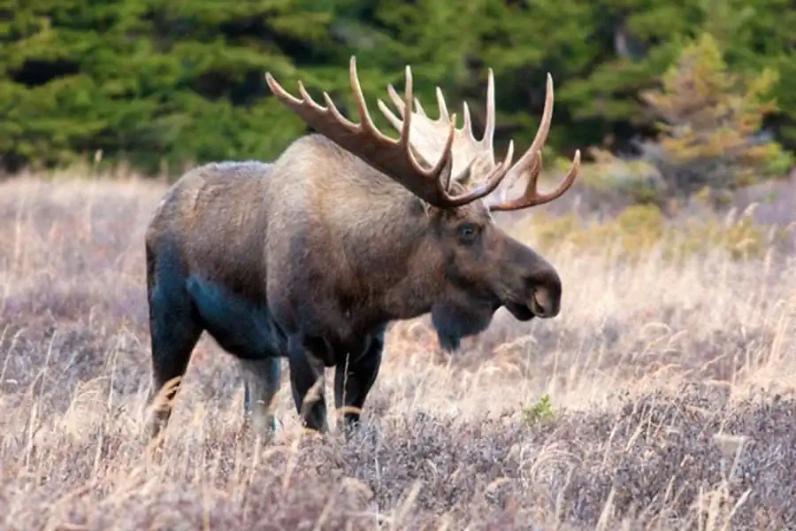 Случаи падежа лосей Случаи падежа лосей
